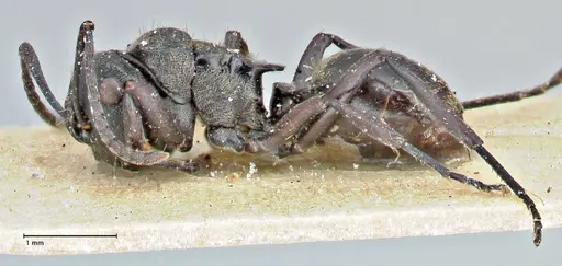 Polyrhachis mjobergi specimen FOCOL2939 image focol2939_3