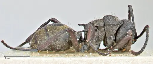 Polyrhachis mjobergi specimen FOCOL2939 image focol2939_4