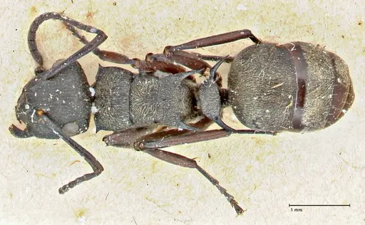 Polyrhachis mjobergi specimen FOCOL2940 image focol2940_1