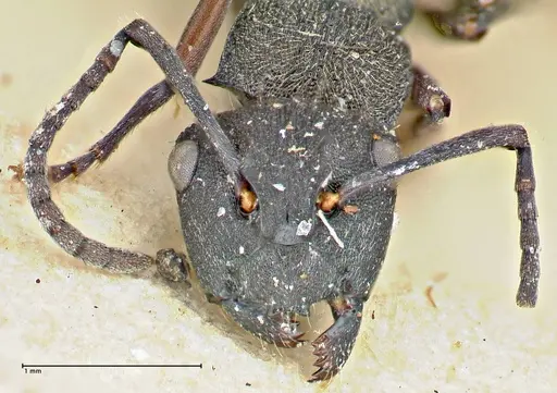 Polyrhachis mjobergi specimen FOCOL2940 image focol2940_2