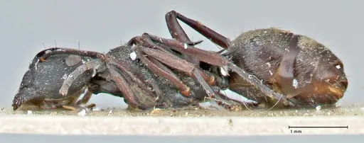 Polyrhachis mjobergi specimen FOCOL2940 image focol2940_3