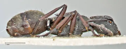 Polyrhachis mjobergi specimen FOCOL2940 image focol2940_4