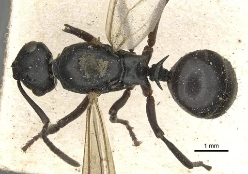 Polyrhachis modesta specimen CASENT0901853 image casent0901853_1