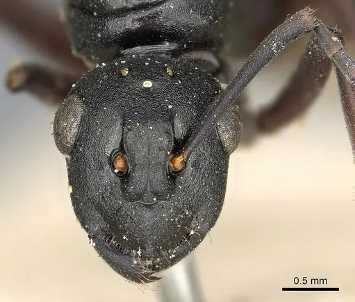 Polyrhachis modesta specimen CASENT0901853 image casent0901853_2