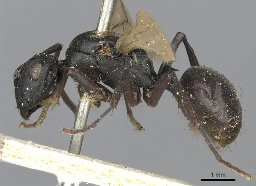 Polyrhachis modesta specimen CASENT0901853 image casent0901853_3