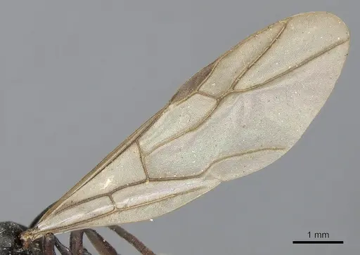 Polyrhachis modesta specimen CASENT0901853 image casent0901853_4