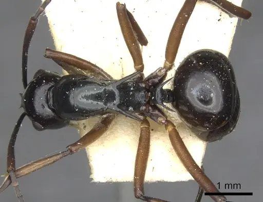 Polyrhachis moeschi specimen CASENT0903380 image casent0903380_1