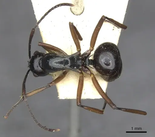 Polyrhachis moeschi specimen CASENT0903380 image casent0903380_2