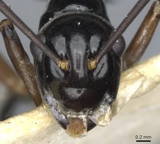 Polyrhachis moeschi specimen CASENT0903380 image casent0903380_3
