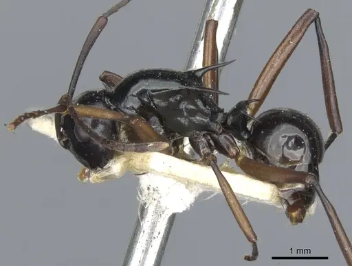 Polyrhachis moeschi specimen CASENT0903380 image casent0903380_4