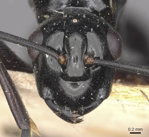 Polyrhachis moeschi specimen CASENT0910892 image casent0910892_2