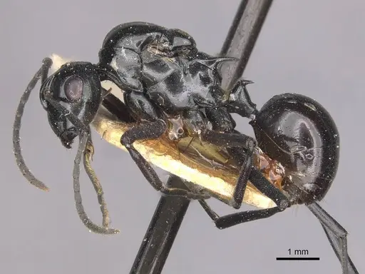 Polyrhachis moeschi specimen CASENT0910892 image casent0910892_3