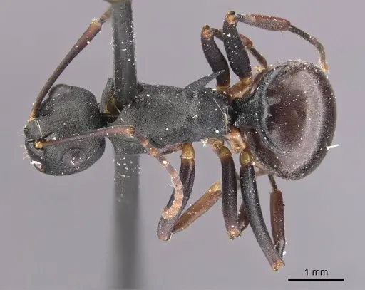 Polyrhachis moesta specimen CASENT0905631 image casent0905631_1