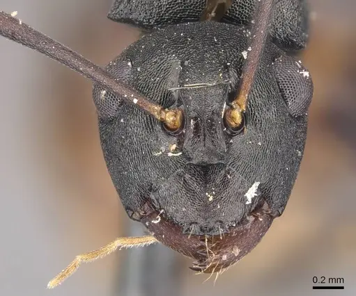 Polyrhachis moesta specimen CASENT0905631 image casent0905631_2