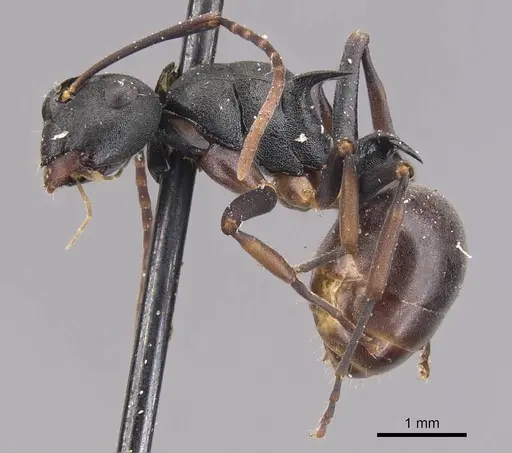Polyrhachis moesta specimen CASENT0905631 image casent0905631_3