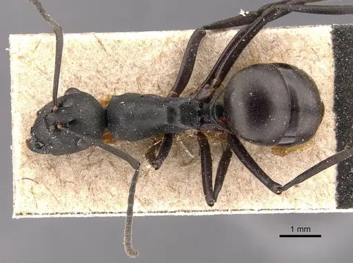 Polyrhachis moesta specimen CASENT0905827 image casent0905827_1