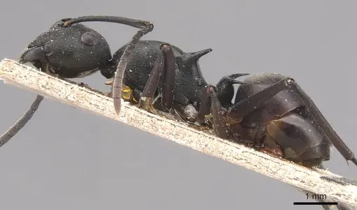 Polyrhachis moesta specimen CASENT0905827 image casent0905827_3