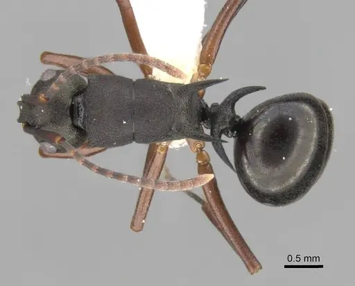 Polyrhachis moesta specimen CASENT0906768 image casent0906768_1