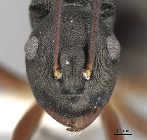 Polyrhachis moesta specimen CASENT0906768 image casent0906768_2