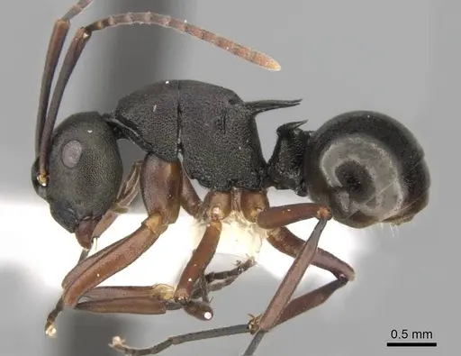 Polyrhachis moesta specimen CASENT0906768 image casent0906768_3