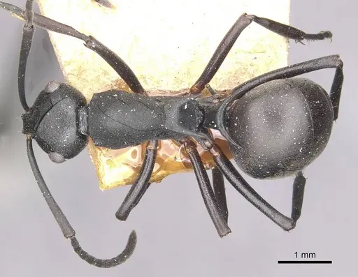 Polyrhachis moesta specimen CASENT0910894 image casent0910894_1