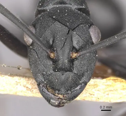 Polyrhachis moesta specimen CASENT0910894 image casent0910894_2