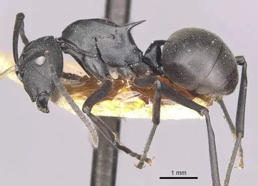 Polyrhachis moesta specimen CASENT0910894 image casent0910894_3