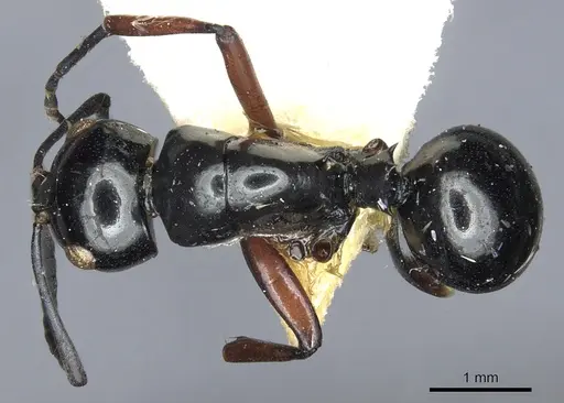 Polyrhachis mondoi specimen CASENT0903428 image casent0903428_1