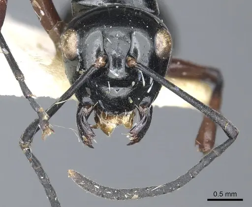Polyrhachis mondoi specimen CASENT0903428 image casent0903428_2