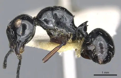Polyrhachis mondoi specimen CASENT0903428 image casent0903428_3