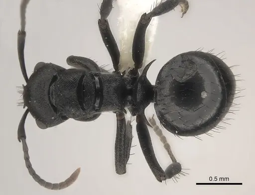 Polyrhachis monista specimen CASENT0227553 image casent0227553_1