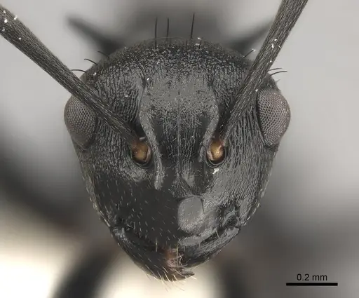 Polyrhachis monista specimen CASENT0227553 image casent0227553_2