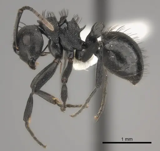 Polyrhachis monista specimen CASENT0227553 image casent0227553_3