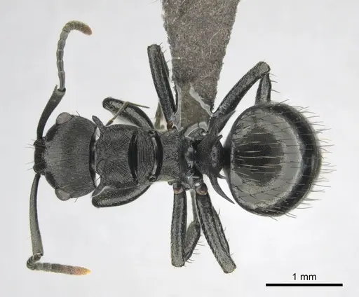 Polyrhachis monista specimen CASENT0815028 image casent0815028_1