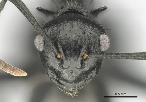 Polyrhachis monista specimen CASENT0815028 image casent0815028_2