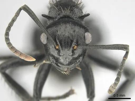 Polyrhachis monista specimen CASENT0815028 image casent0815028_3
