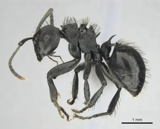 Polyrhachis monista specimen CASENT0815028 image casent0815028_4
