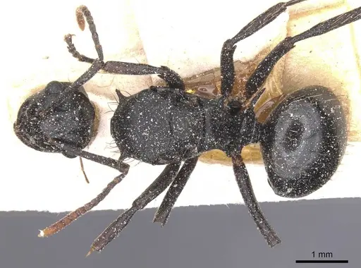Polyrhachis monista specimen CASENT0912130 image casent0912130_1