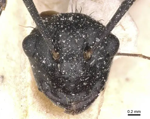 Polyrhachis monista specimen CASENT0912130 image casent0912130_2