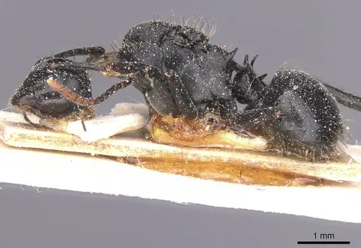 Polyrhachis monista specimen CASENT0912130 image casent0912130_3