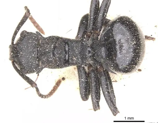 Polyrhachis monista specimen CASENT0912131 image casent0912131_1