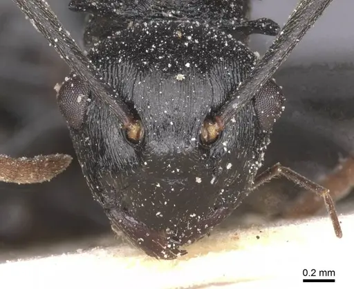 Polyrhachis monista specimen CASENT0912131 image casent0912131_2