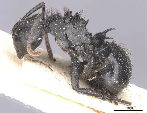 Polyrhachis monista specimen CASENT0912131 image casent0912131_3