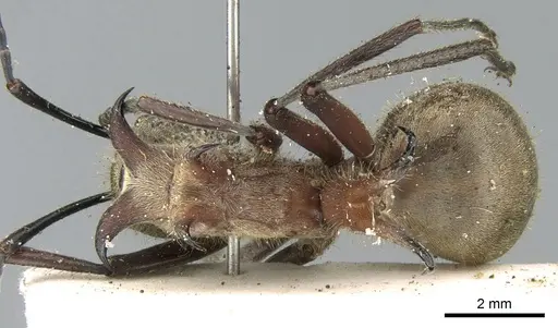 Polyrhachis montana specimen CASENT0906321 image casent0906321_1
