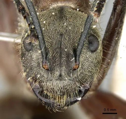 Polyrhachis montana specimen CASENT0906321 image casent0906321_2