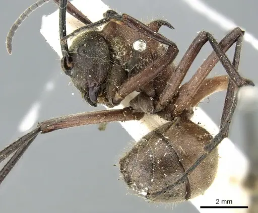 Polyrhachis montana specimen CASENT0906321 image casent0906321_3