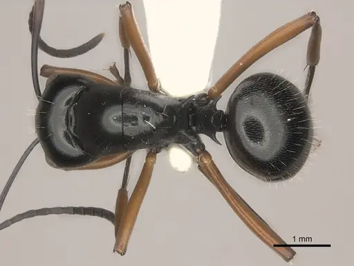 Polyrhachis monteithi specimen CASENT0217435 image casent0217435_1