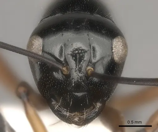 Polyrhachis monteithi specimen CASENT0217435 image casent0217435_2