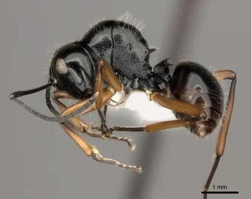 Polyrhachis monteithi specimen CASENT0217435 image casent0217435_3
