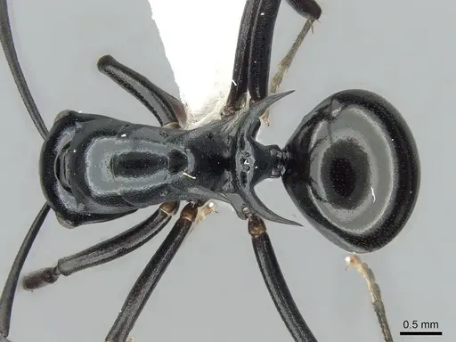 Polyrhachis mucronata specimen CASENT0281403 image casent0281403_1